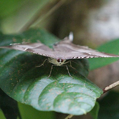 20230626_Vietnam_winged_insect_on_green_leaf_©_GGC_GDE copy